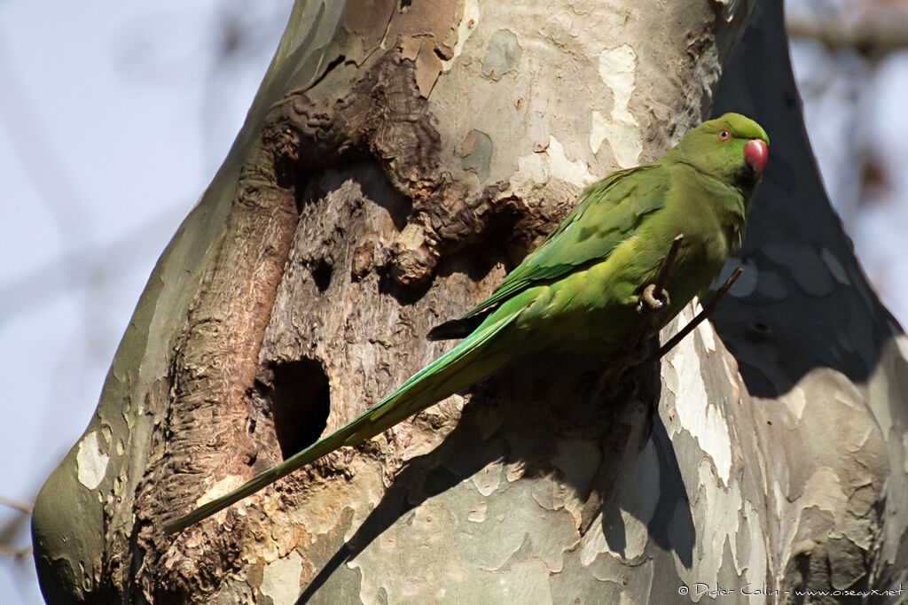 Rose-ringed Parakeetadult, identification, Reproduction-nesting