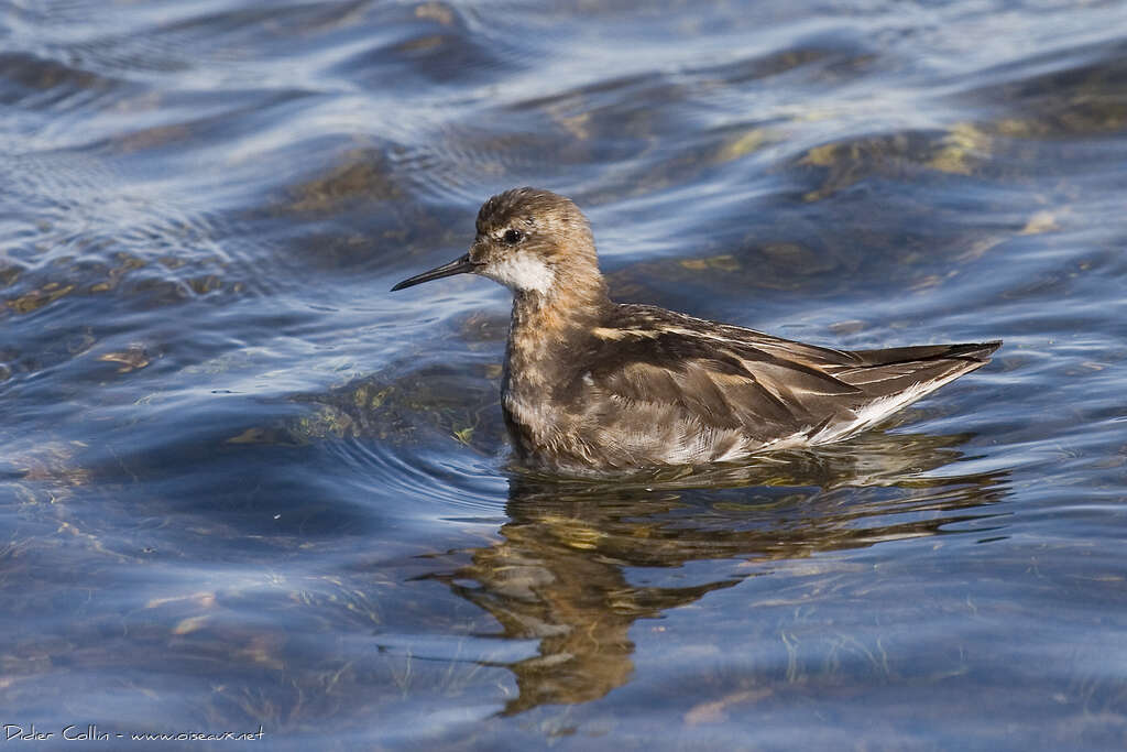 Red-necked PhalaropeSecond year, identification