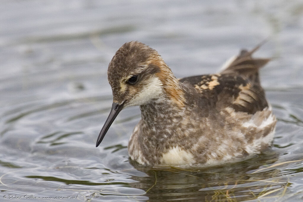 Red-necked Phalarope