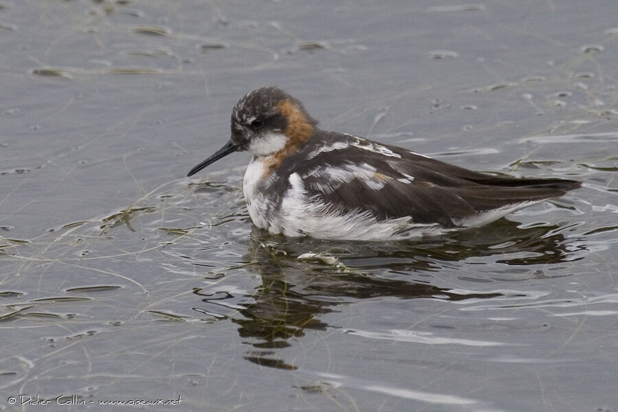 Red-necked Phalarope female