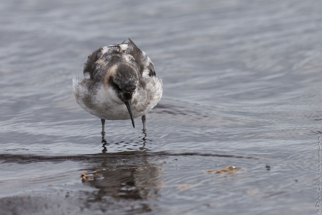 Red-necked Phalarope