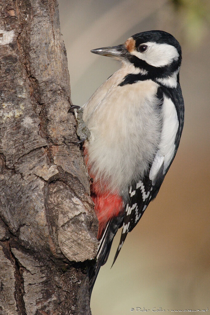 Great Spotted Woodpecker