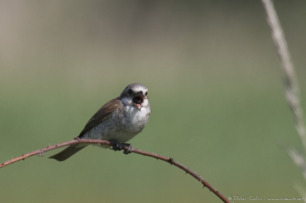 Red-backed Shrike female adult, Behaviour