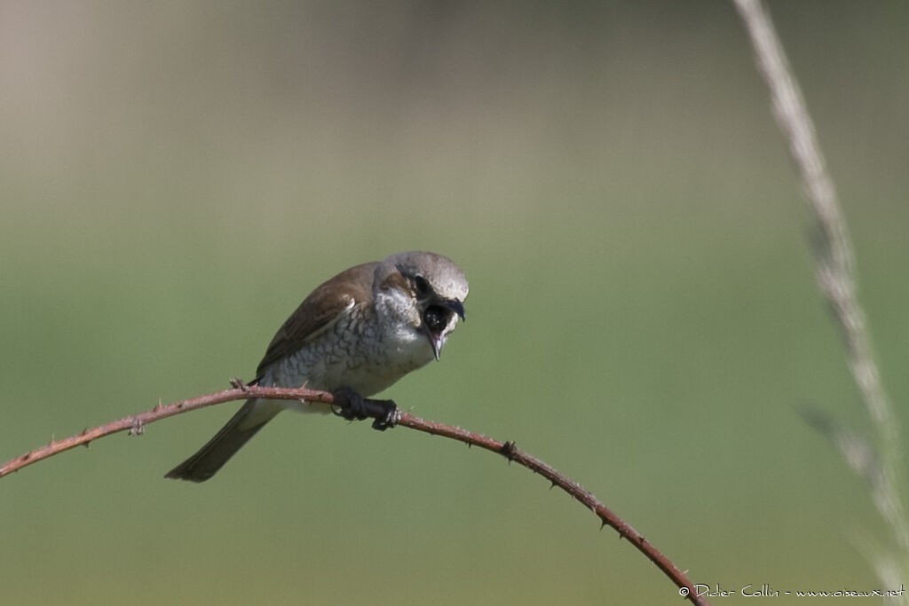 Red-backed Shrike female adult, feeding habits