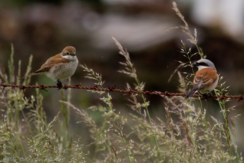 Red-backed Shrike 