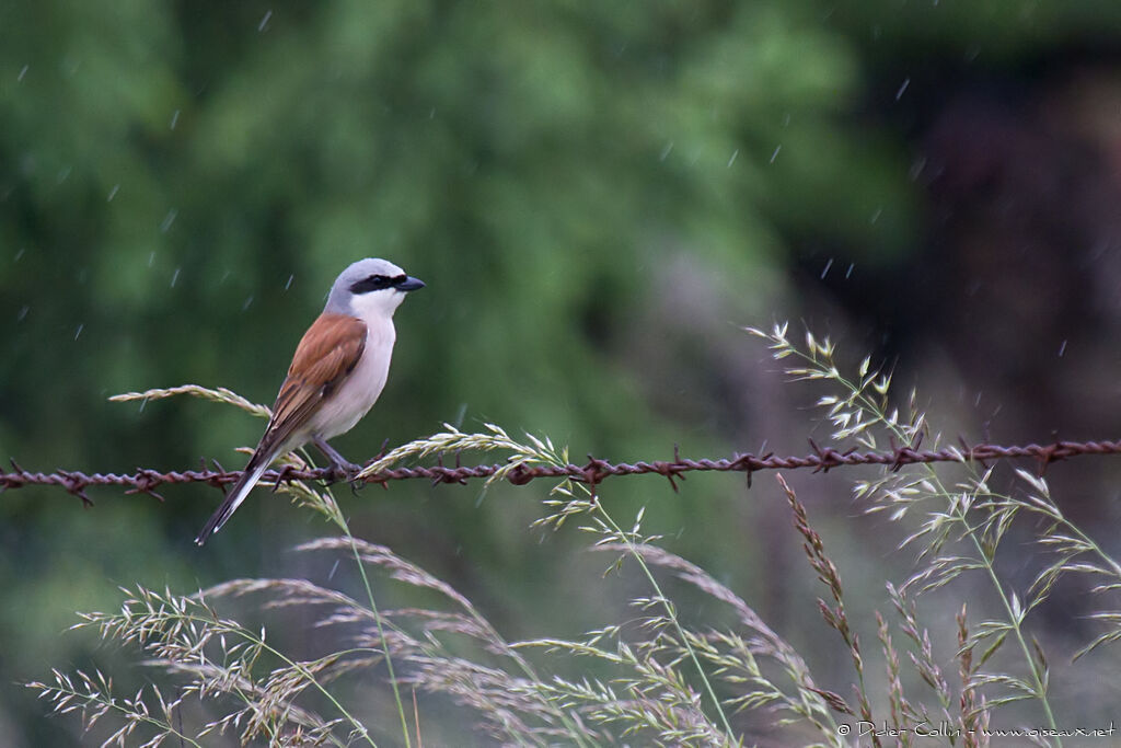 Red-backed Shrike male adult