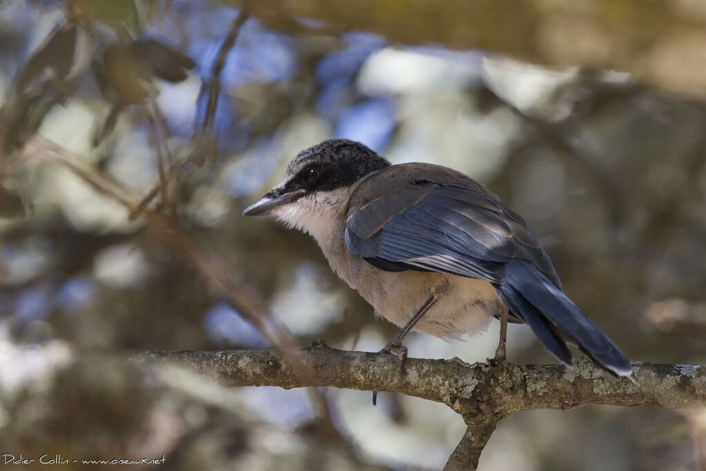 Iberian Magpiejuvenile, identification