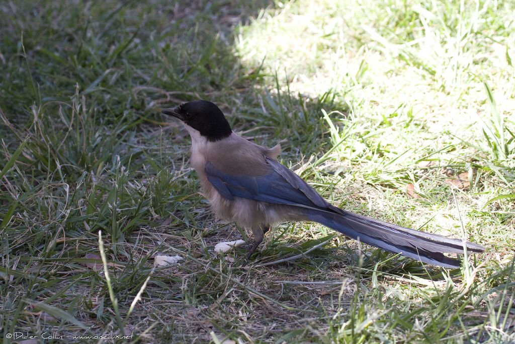 Iberian Magpie, identification