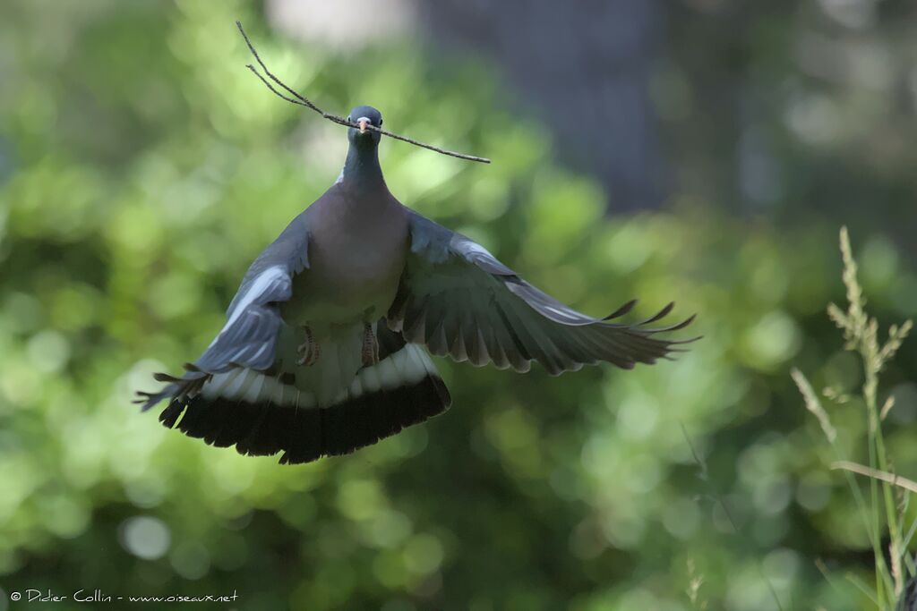 Pigeon ramieradulte, Vol, Nidification