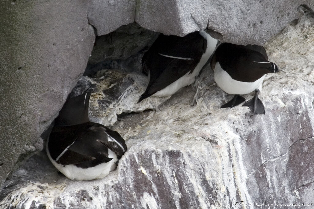 Razorbill