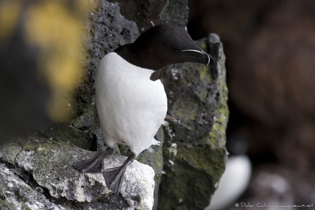 Pingouin torda