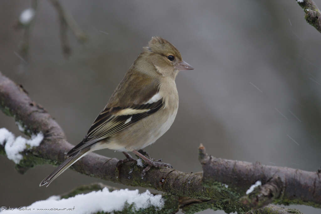 Eurasian Chaffinch female adult, identification