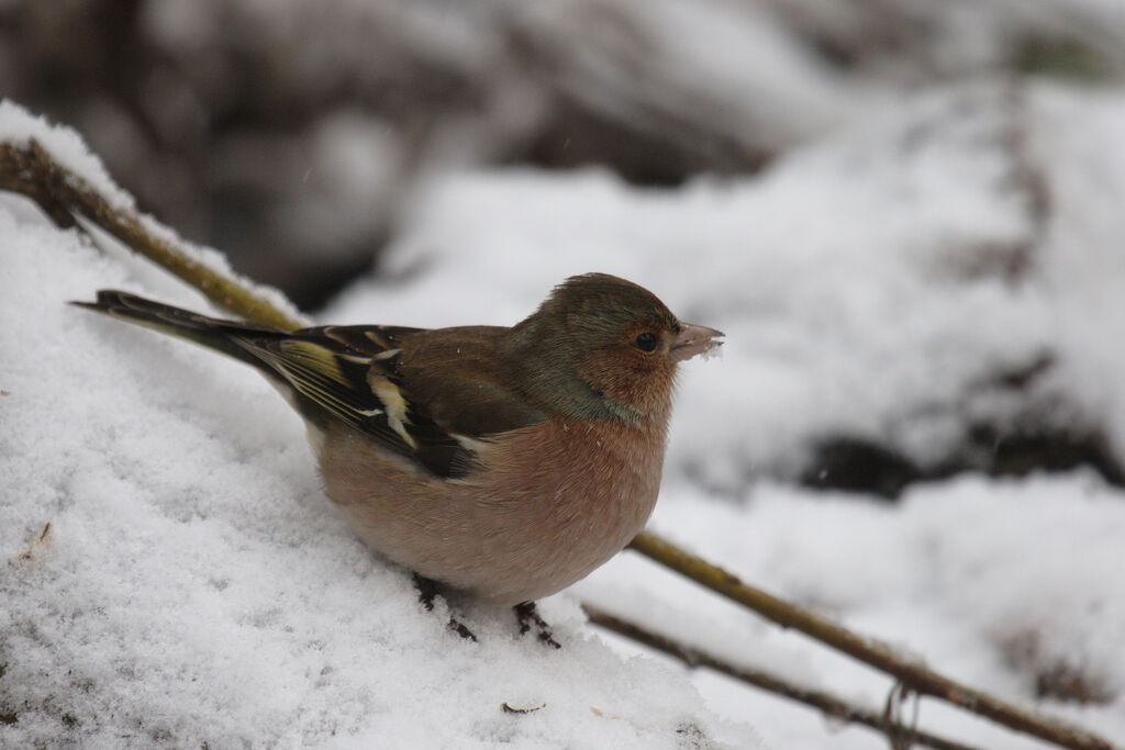 Eurasian Chaffinch