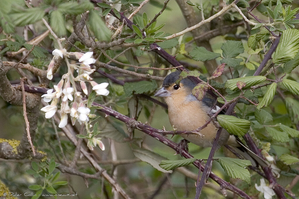 Canary Islands Chaffinch