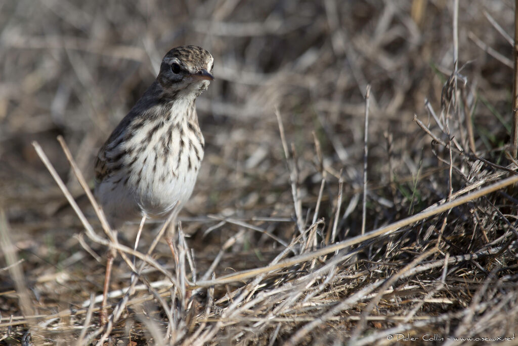 Berthelot's Pipitadult