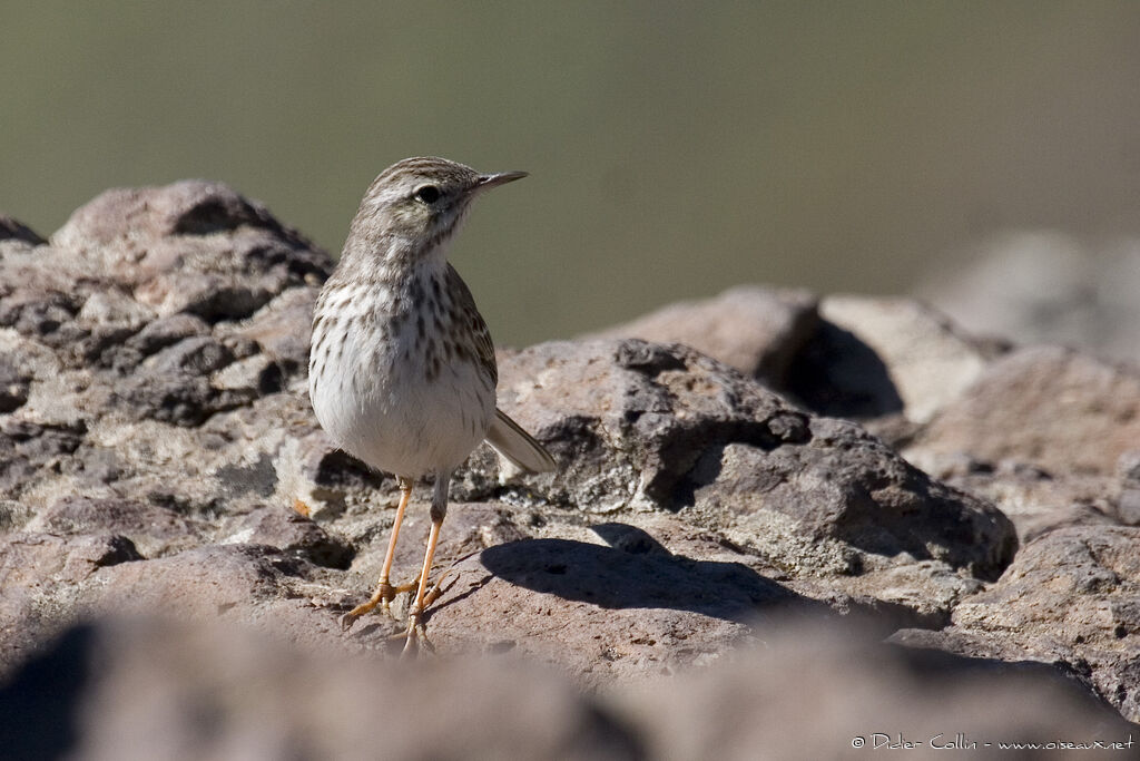 Berthelot's Pipit