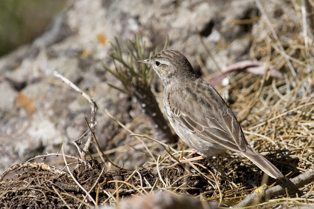 Pipit de Berthelot, identification