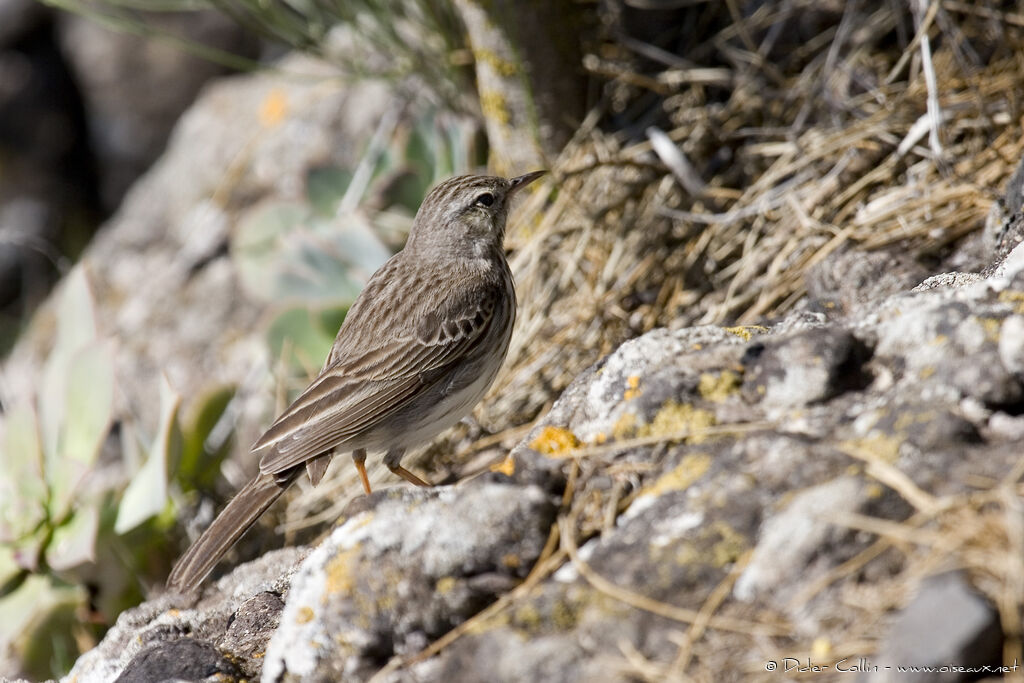 Berthelot's Pipit