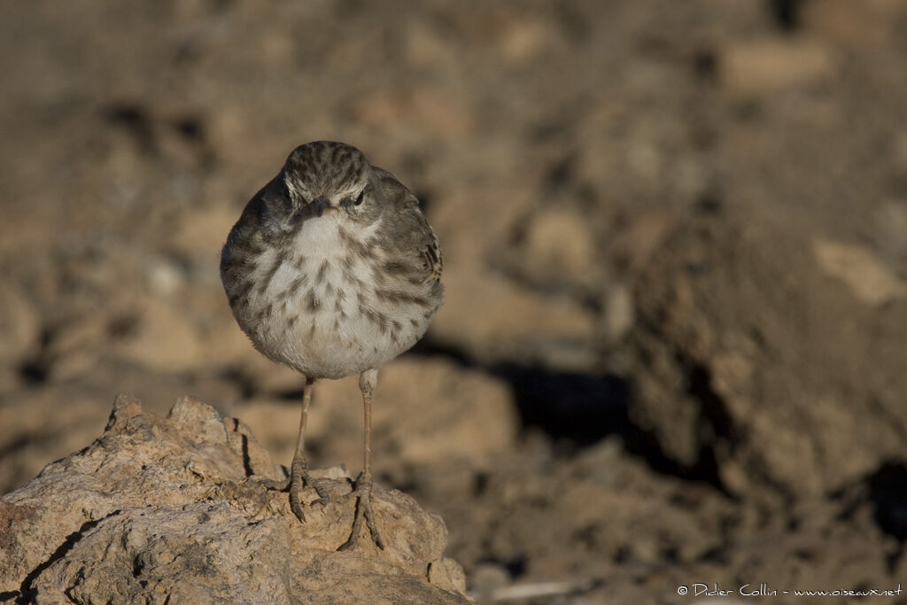 Pipit de Berthelot, identification