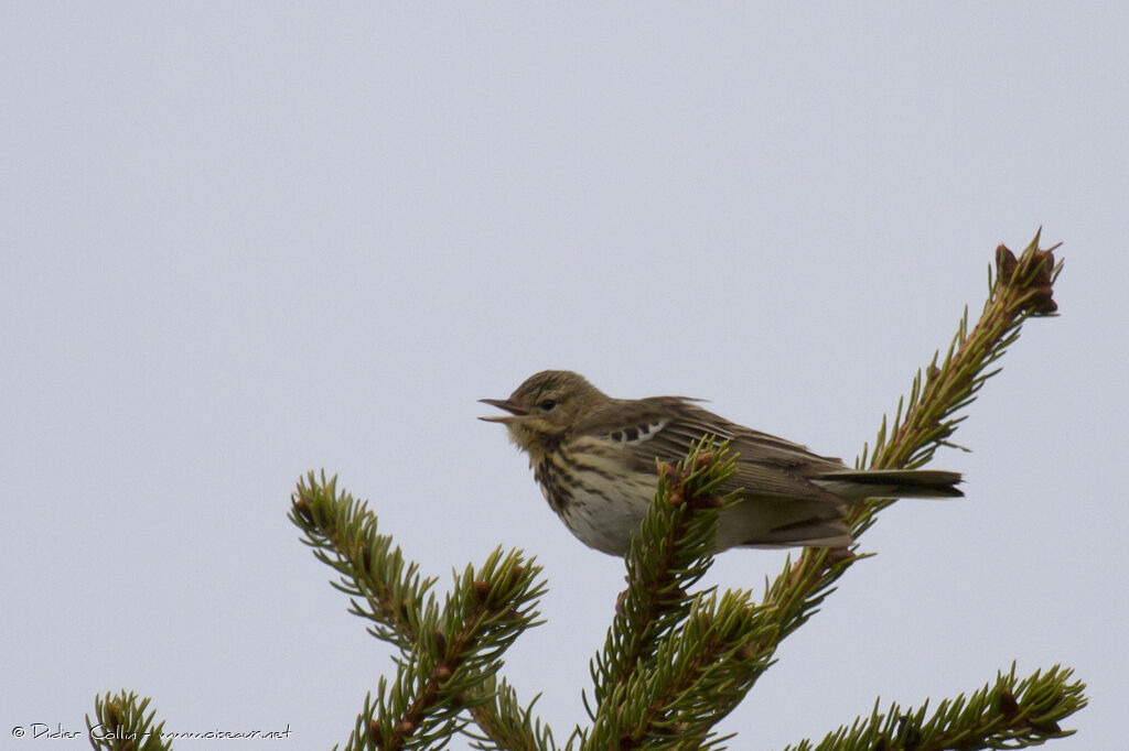 Tree Pipitadult