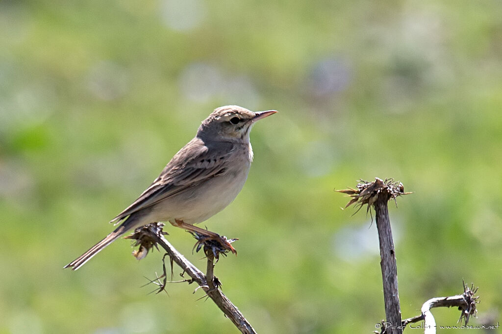 Tawny Pipitadult breeding