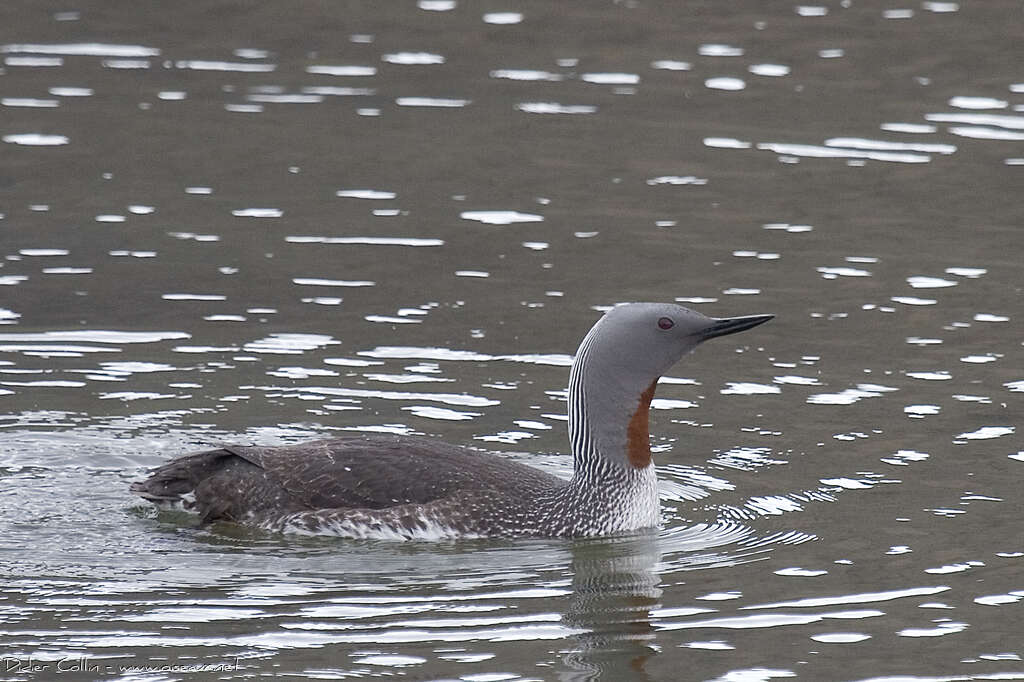 Red-throated Loonadult breeding, identification