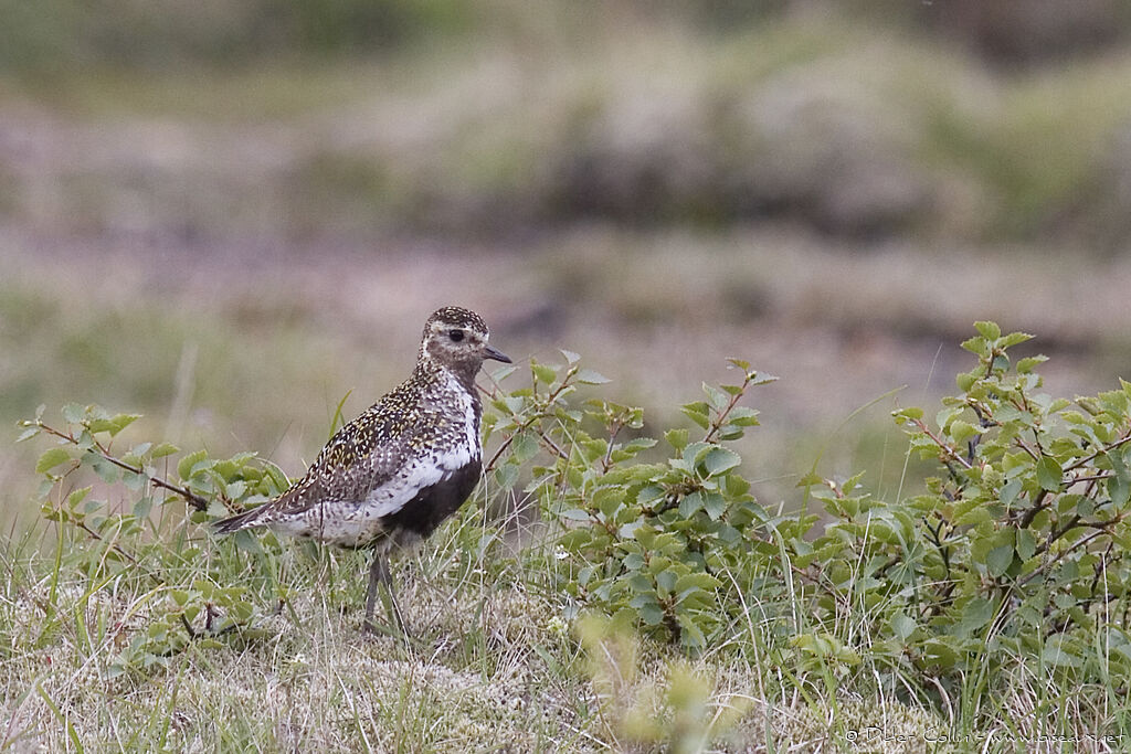 European Golden Ploveradult breeding, identification