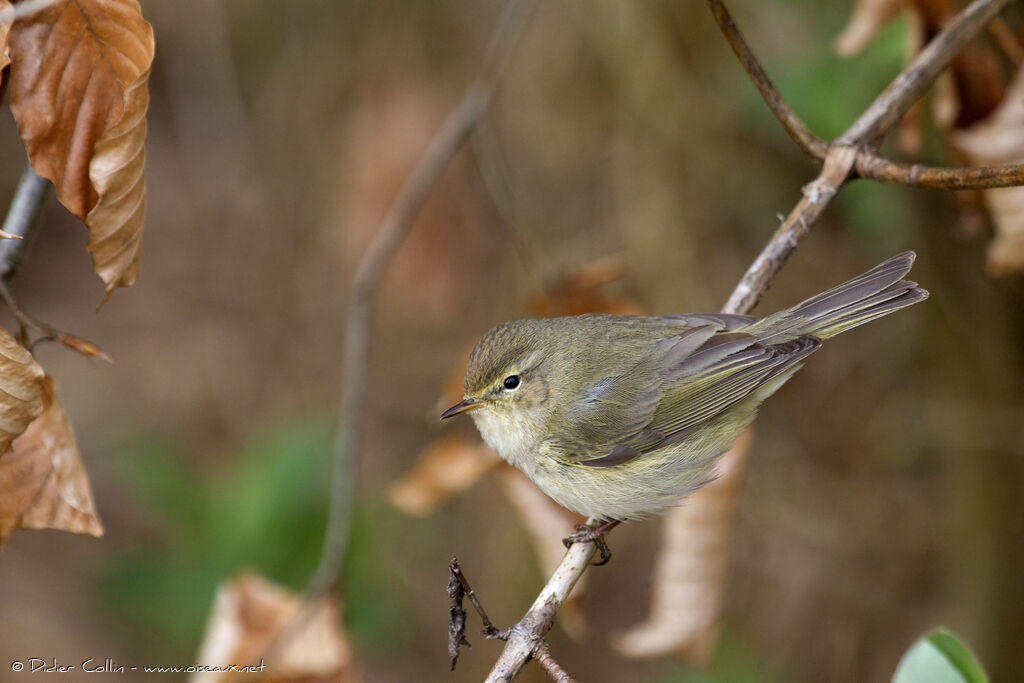 Pouillot véloceadulte, identification