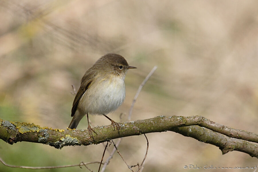 Common Chiffchaff