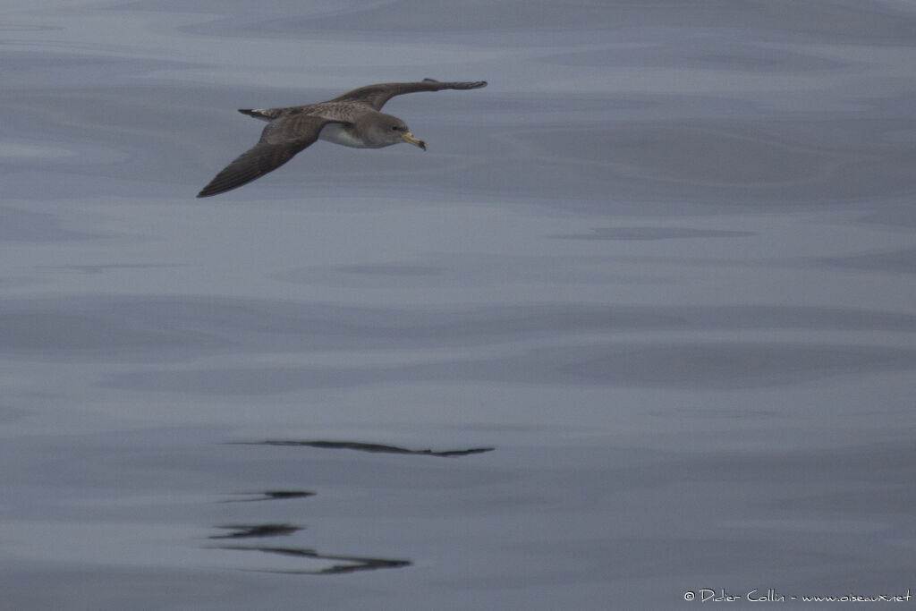 Scopoli's Shearwateradult, Flight