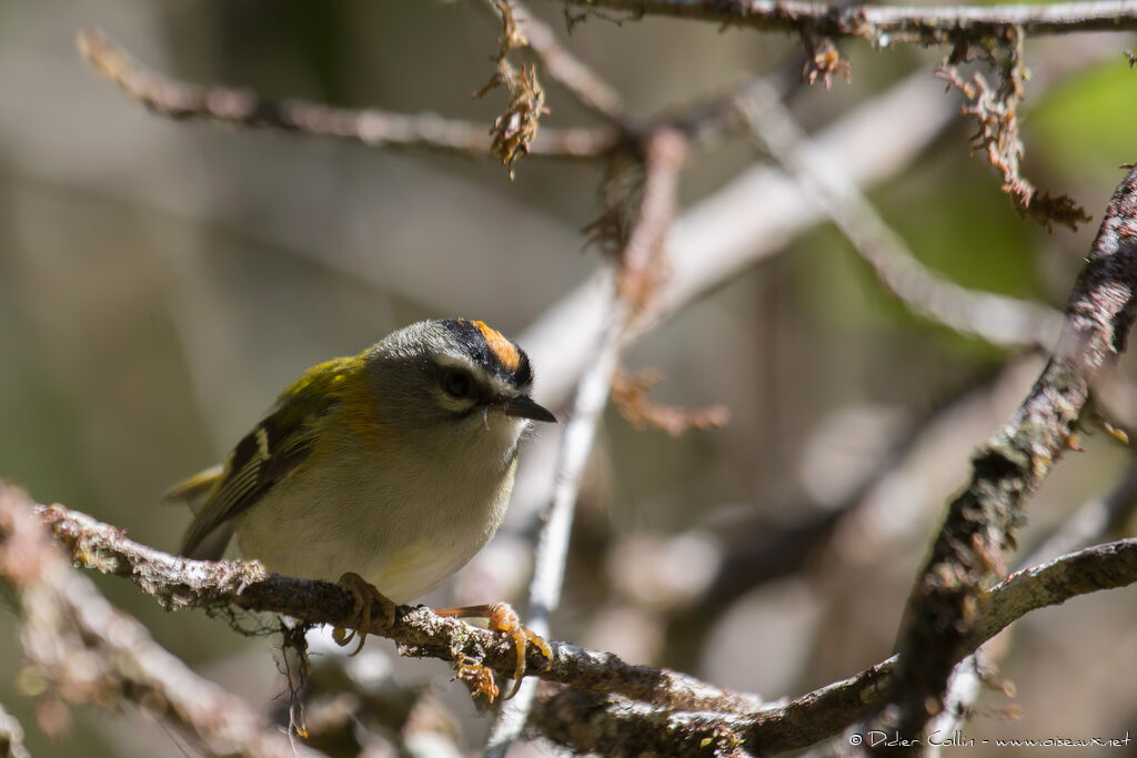 Madeira Firecrestadult, identification