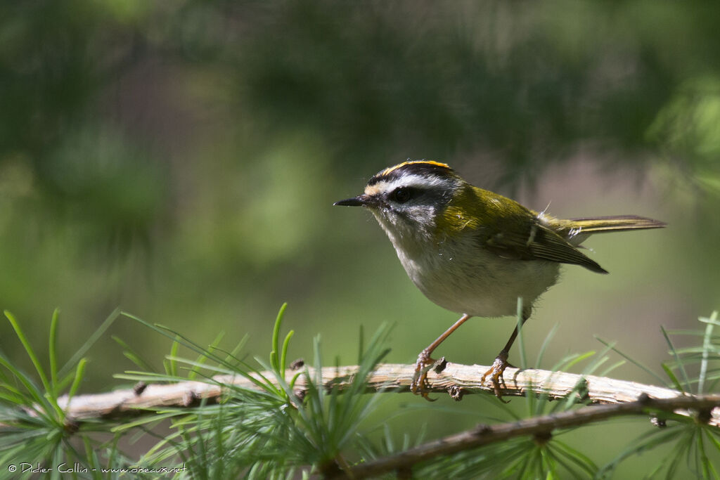 Common Firecrest, identification