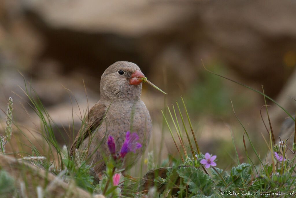 Trumpeter Finch male adult, feeding habits, eats, Behaviour