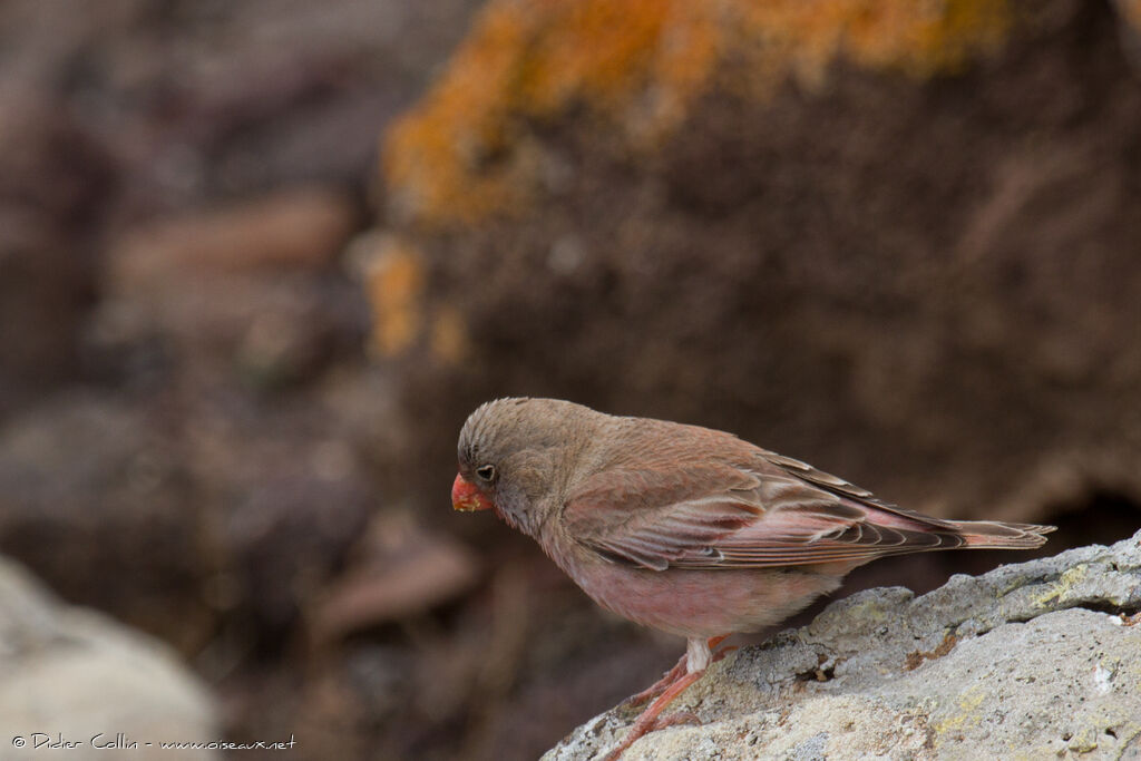 Trumpeter Finchadult