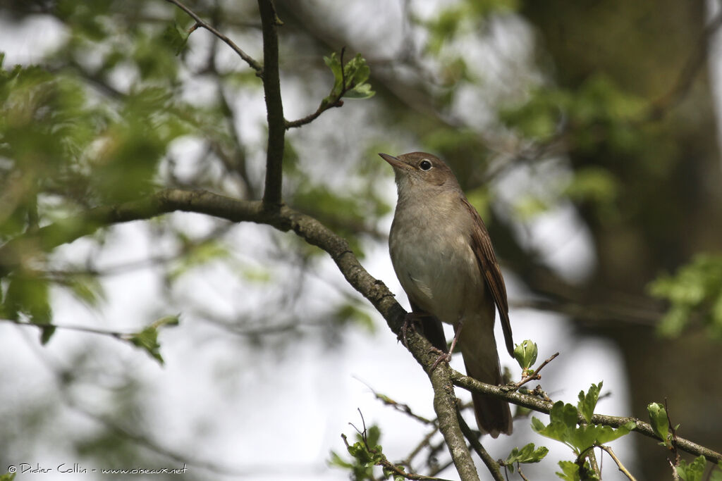 Common Nightingaleadult, identification