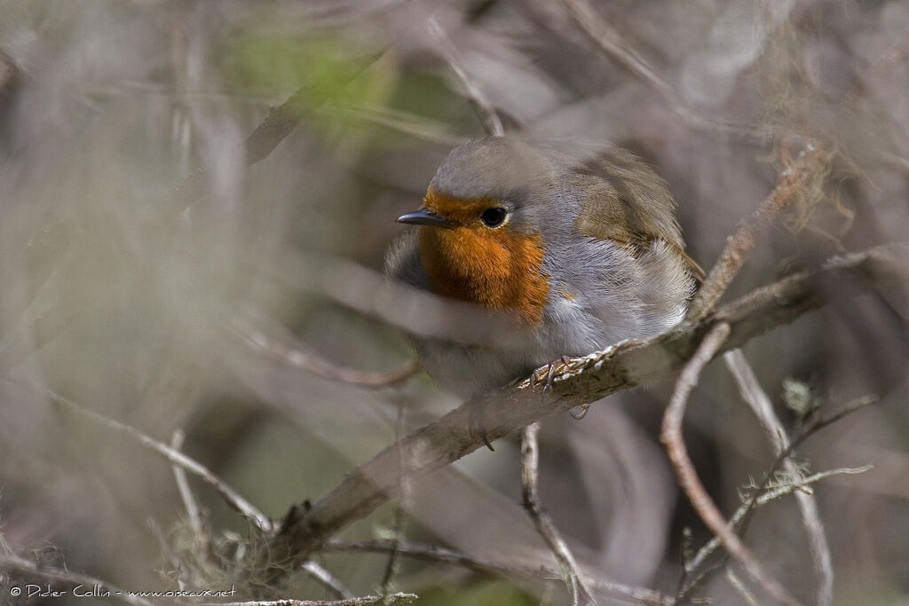 European Robin (superbus)