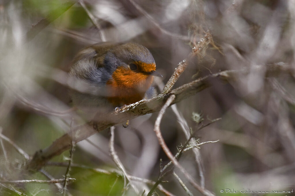 European Robin (superbus)