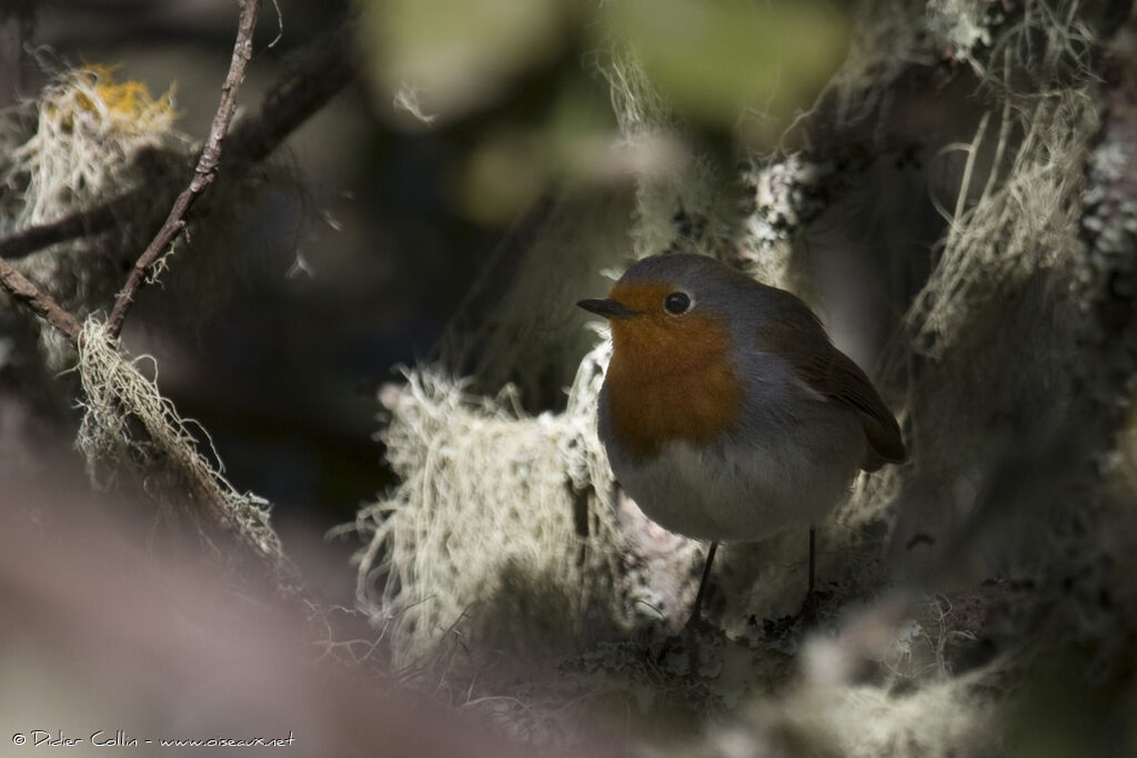 European Robin (superbus), identification