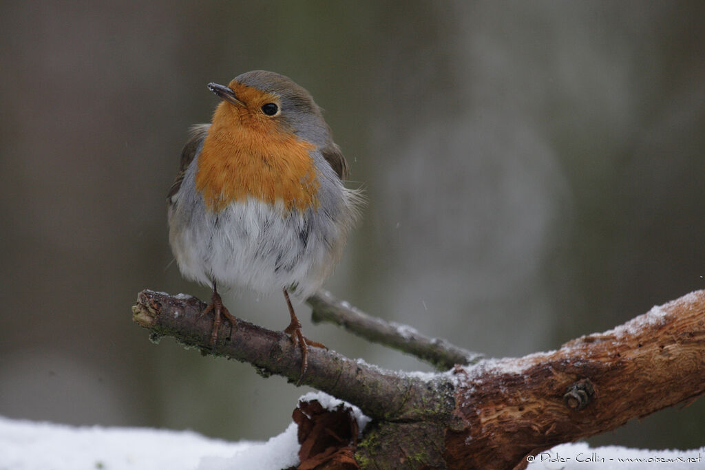 European Robin