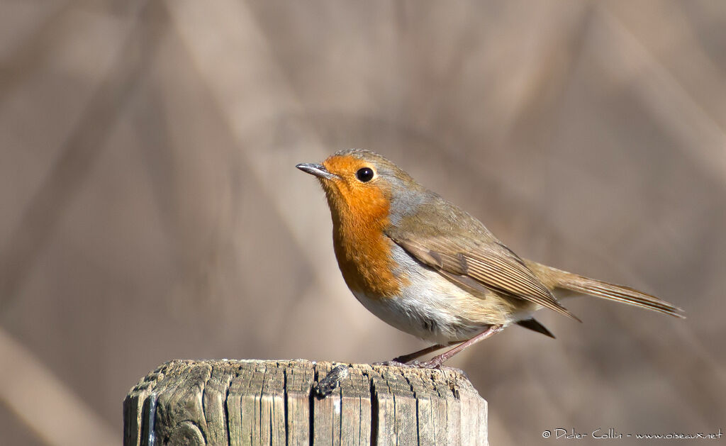 European Robinadult, identification