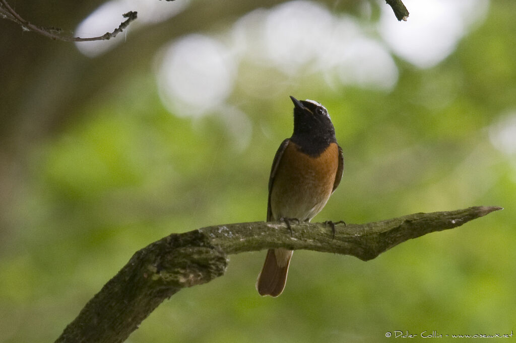 Common Redstart male adult, identification