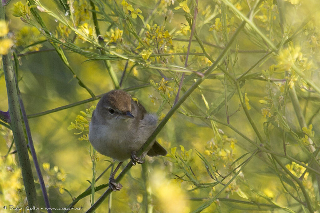 Rousserolle des buissonsadulte, identification