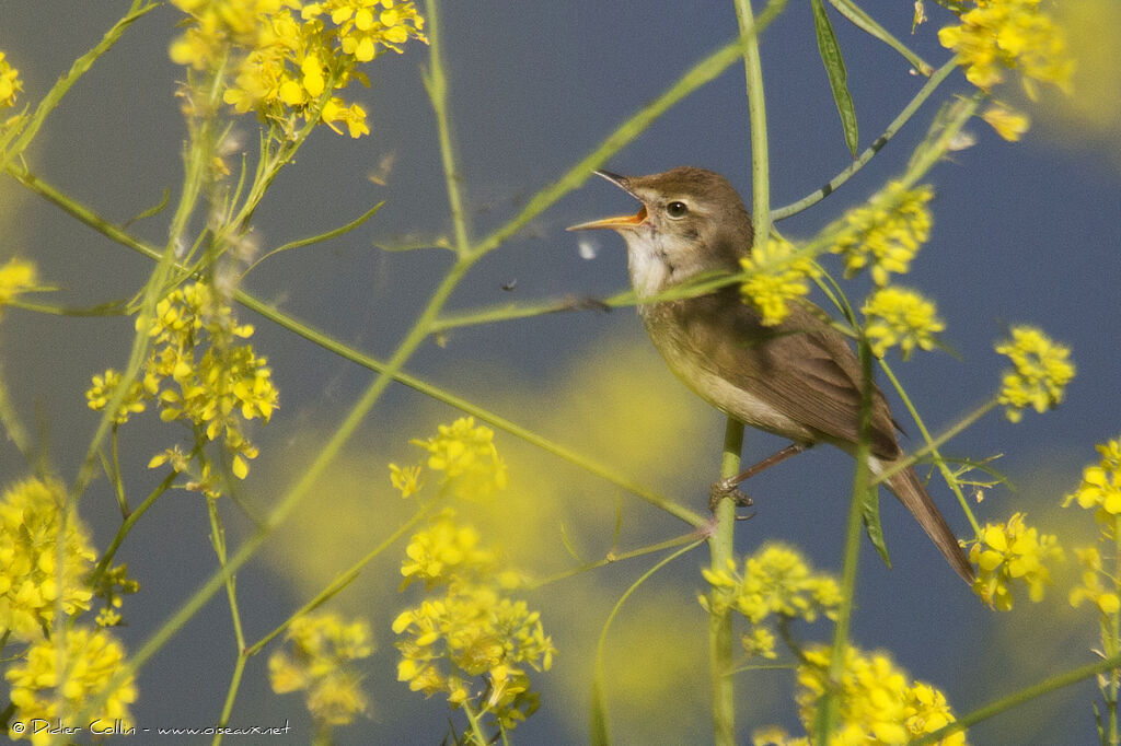 Blyth's Reed Warbleradult, song