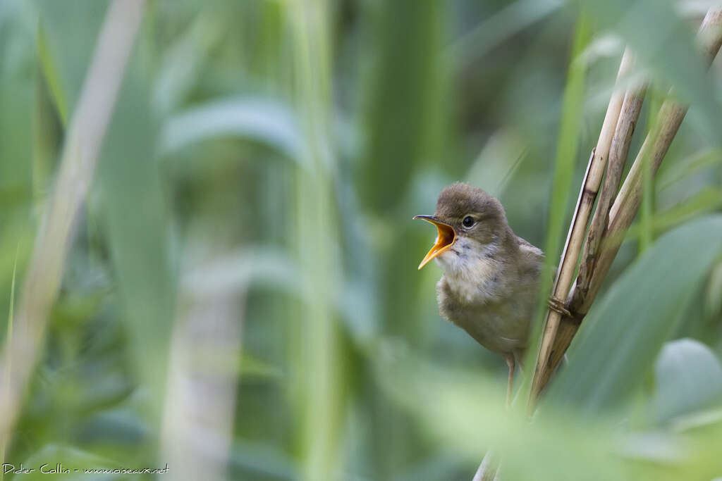 Marsh Warbler male adult, song