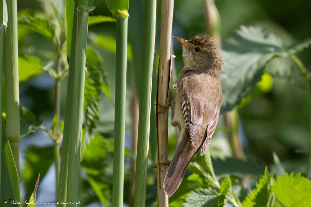 Marsh Warbleradult breeding, identification