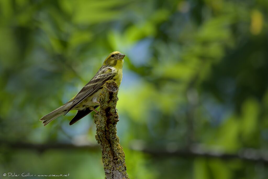 European Serinadult