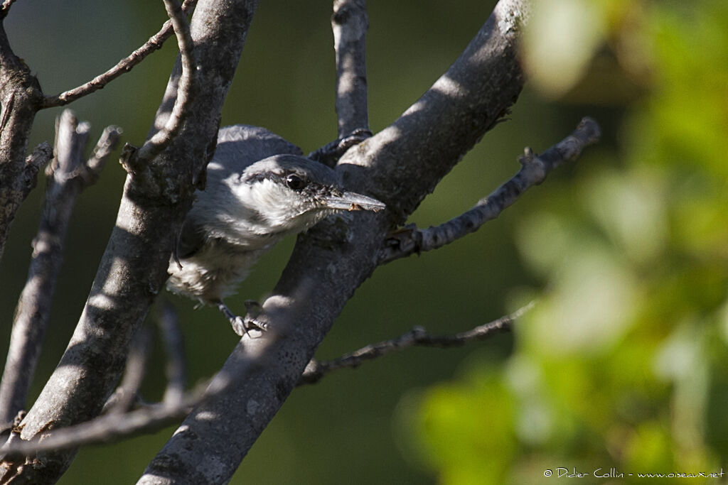 Western Rock Nuthatchadult