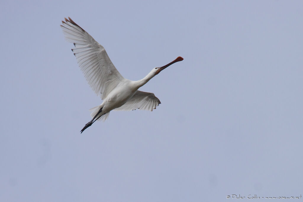 Eurasian Spoonbill