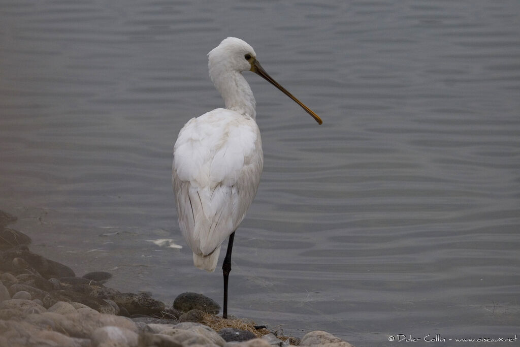 Eurasian Spoonbill