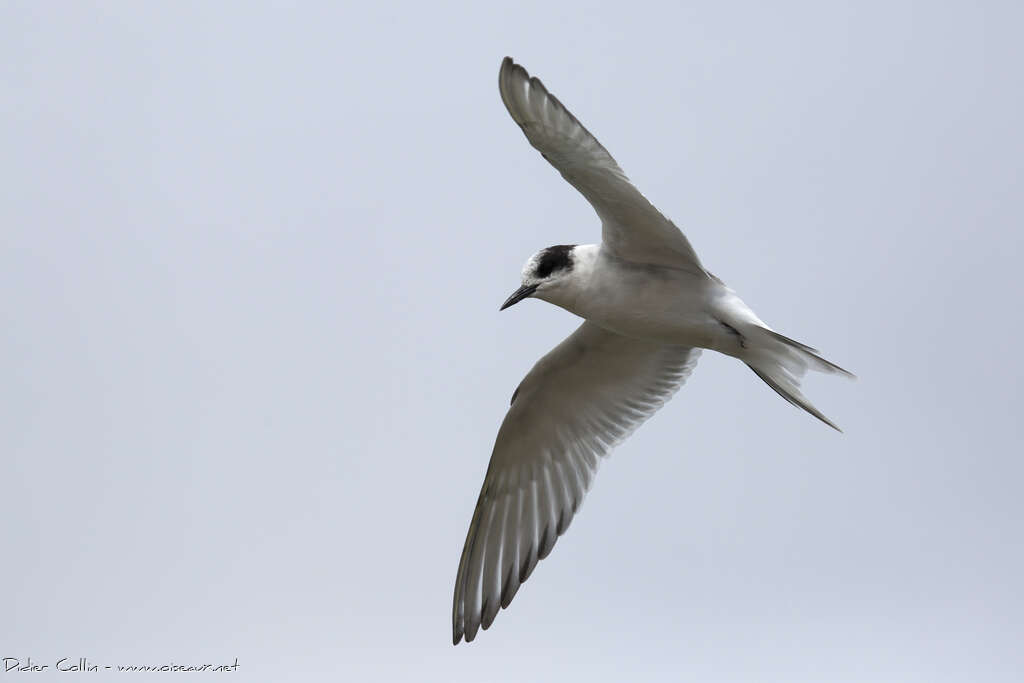 Arctic TernFirst year, Flight